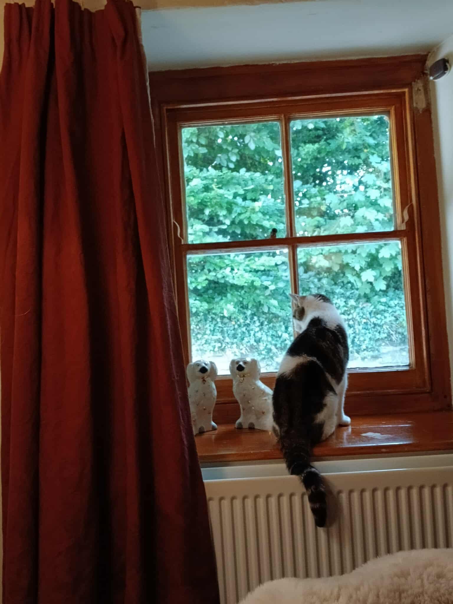 Yardley The Cat